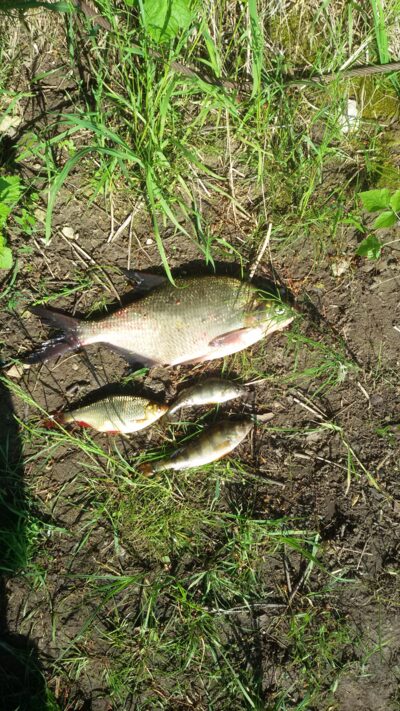 Carp bream, 0.7 kg — Ekrano gamyklos
