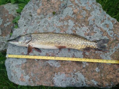Northern Pike, 1.6 kg