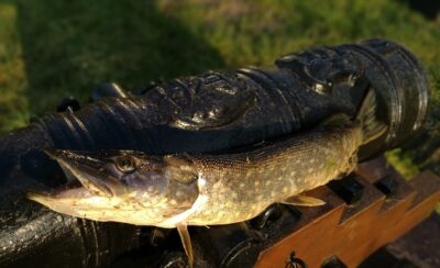 Northern Pike, 0.7 kg