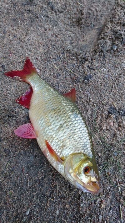 Rudd, 0.5 kg