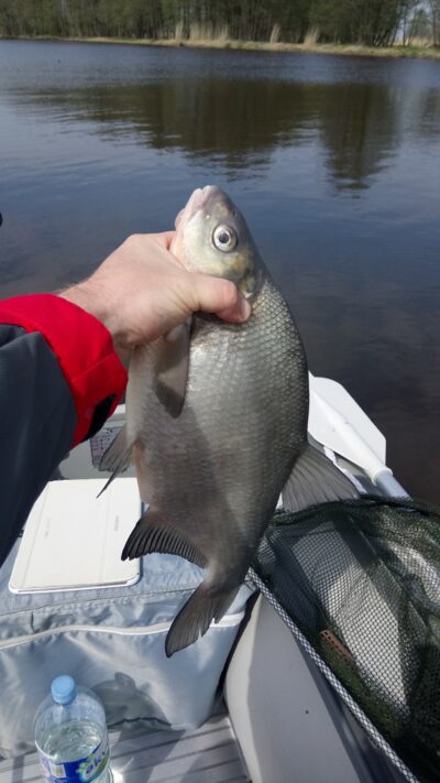 Carp bream