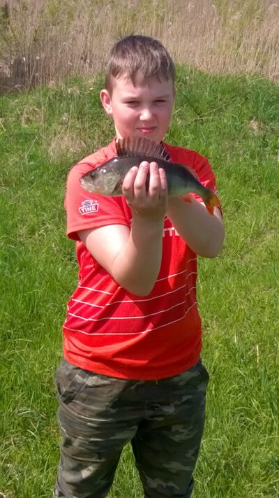 Eurasian perch, 0.5 kg