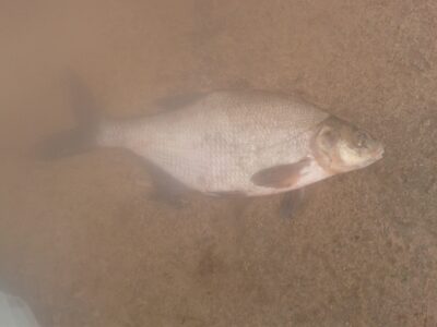 Carp bream, 0.8 kg