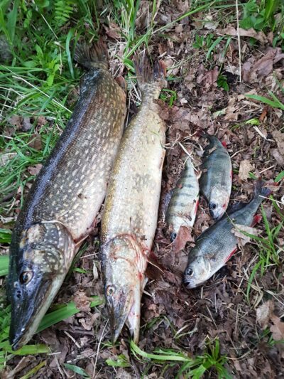 Northern Pike