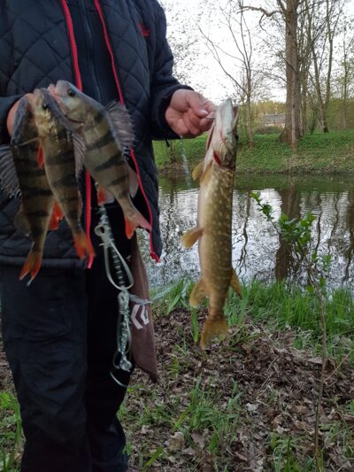 Eurasian perch