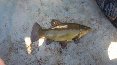 Tench, 1.0 kg — Ekrano gamyklos