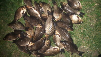 Prussian carp
