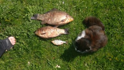 Prussian carp ×2