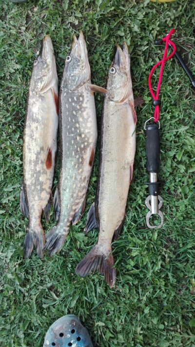 Northern Pike ×3 — Ūsiai