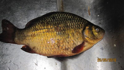 Crucian carp, 0.5 kg