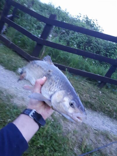 chub