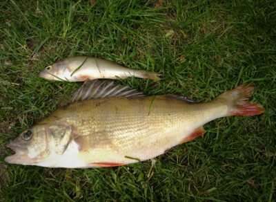 Eurasian perch, 0.6 kg