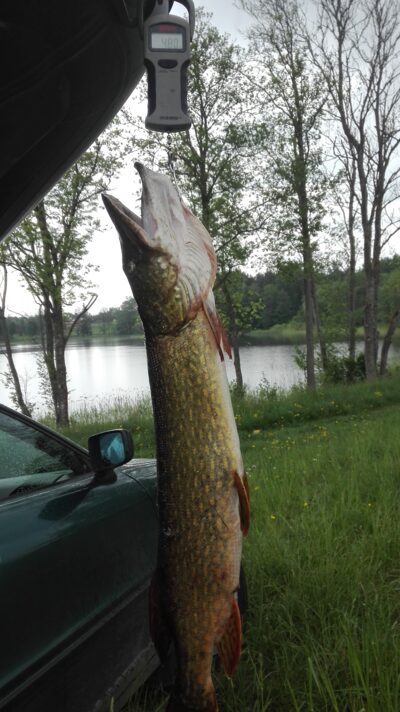 Northern Pike, 4.8 kg — Lamėstas