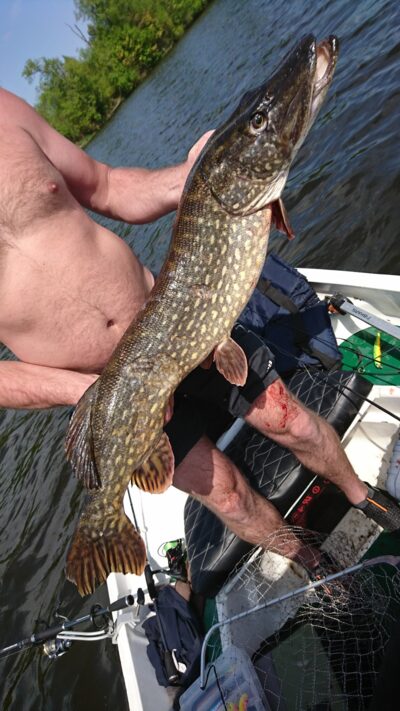 Northern Pike, 7.2 kg