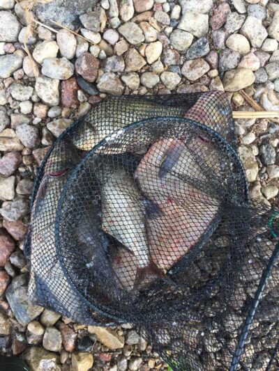 Carp bream ×6 — Kaunas reservoir