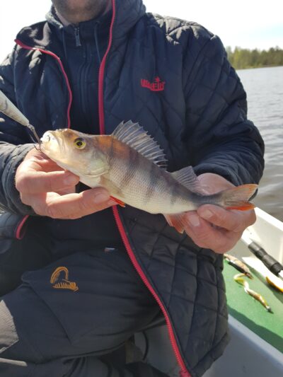Eurasian perch