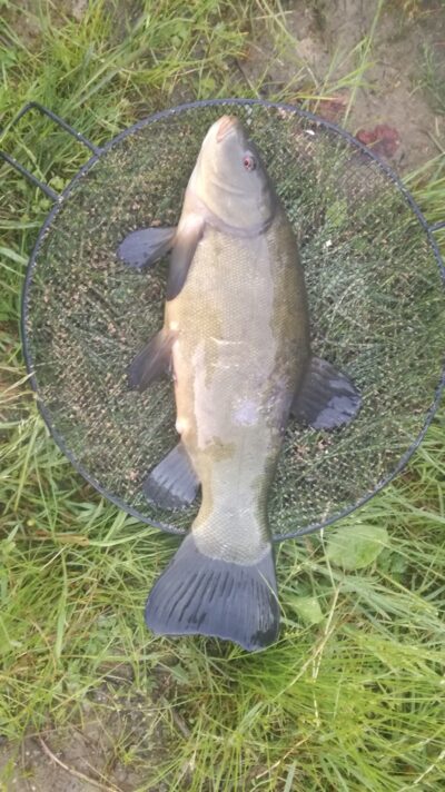 Tench, 1.4 kg — Duobys