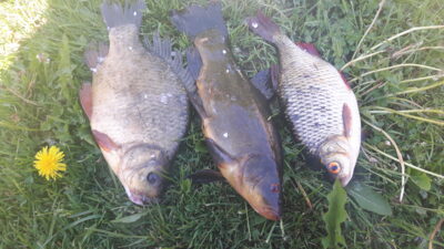 Prussian carp