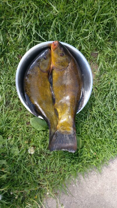 Tench ×2