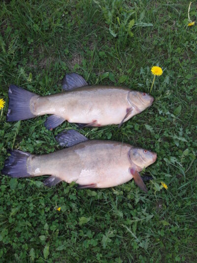 Tench, 1.8 kg — Vėjinės
