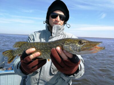 Northern Pike