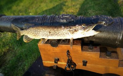 Northern Pike, 1.2 kg