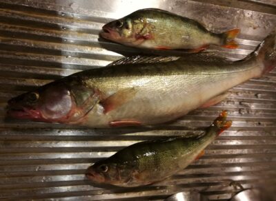 Pike perch, 0.9 kg