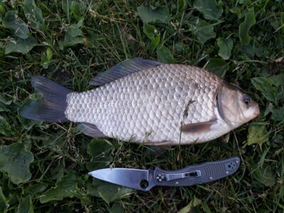 Crucian carp, 0.9 kg