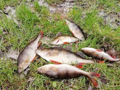 Eurasian perch