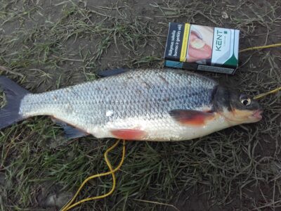 Zarte, 0.6 kg