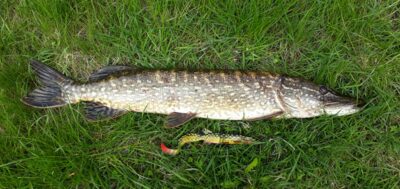 Northern Pike, 3.2 kg