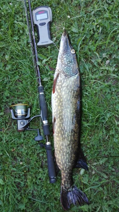 Northern Pike, 2.6 kg — Ūsiai