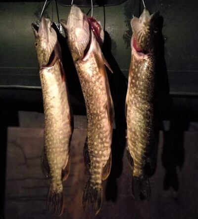 Northern Pike ×3