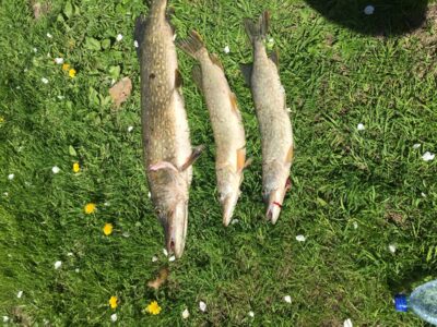 Northern Pike, 4.1 kg
