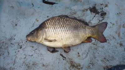 Mirror carp, 2.0 kg — Ekrano gamyklos