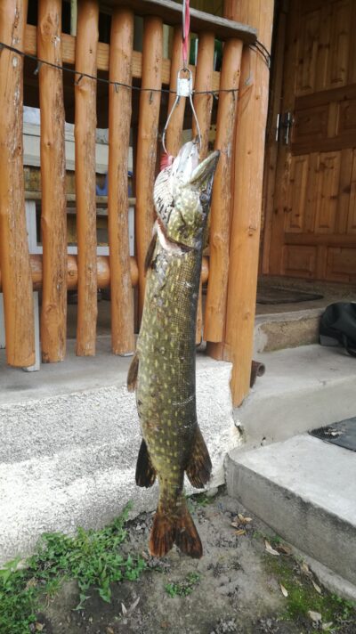 Northern Pike, 1.6 kg — Virinta
