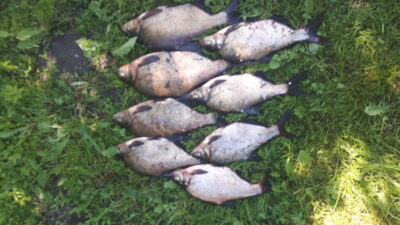 Carp bream