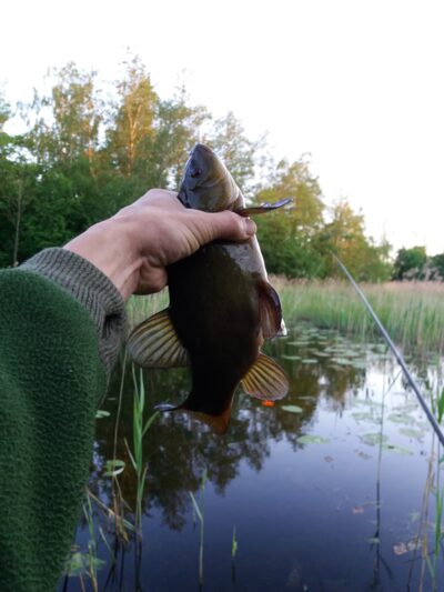 Tench ×9