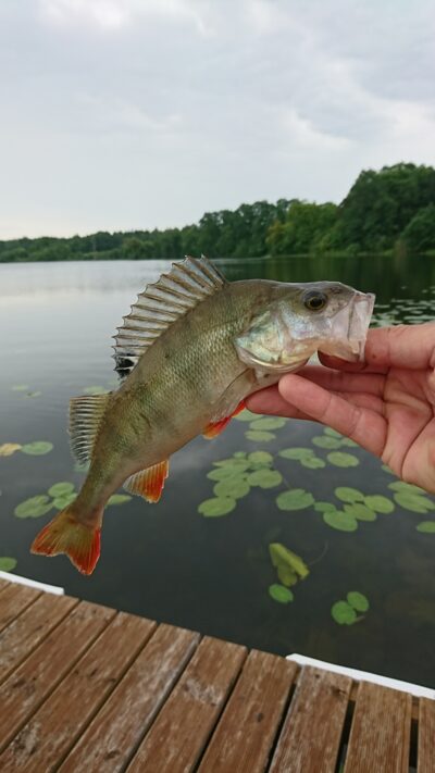 Eurasian perch
