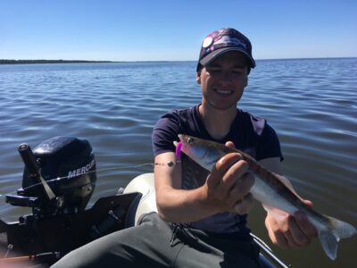 Pike perch