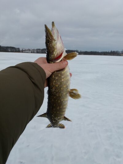 Northern Pike
