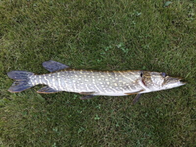 Northern Pike, 1.3 kg — Šventoji