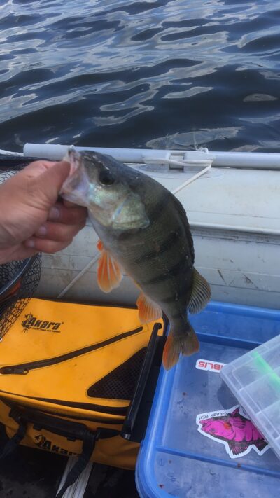 Eurasian perch