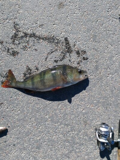 Eurasian perch