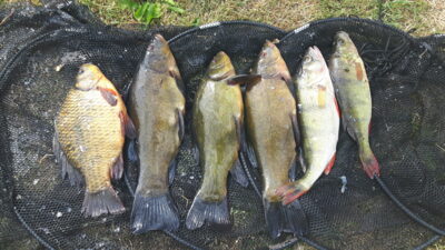 Tench
