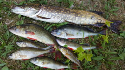 Northern Pike, 1.2 kg — Arinas