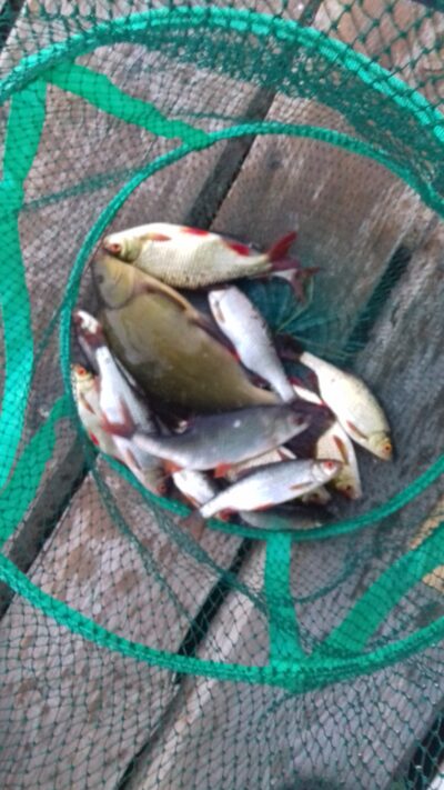 Tench, 0.6 kg