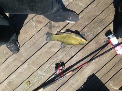 Tench, 1.6 kg — Lielukas