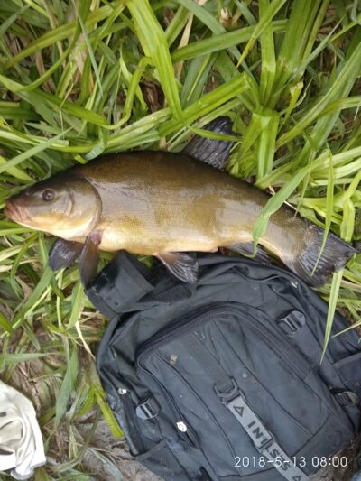Tench ×4