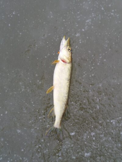 Northern Pike ×2